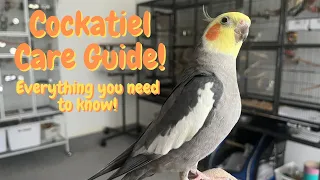 Cockatiel Care Guide | Everything You Need To Know! | TheParrotTeacher