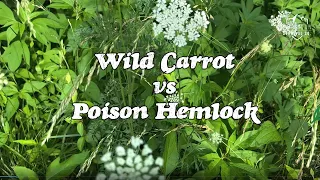 Learn to tell the differences in Wild Carrot and Poison Hemlock