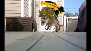 DIO Raccoon