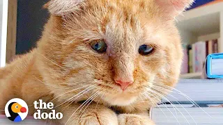 Sad Looking Cat Gets Adopted And Purrs For The First Time Ever | The Dodo