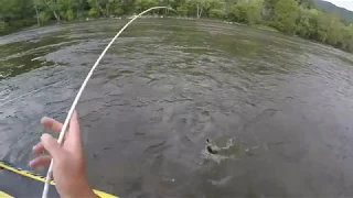 Massive walleyes in the French broad smashing crank baits