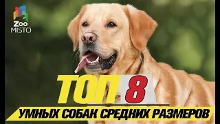 Топ 8 самых умных средних собак  Top 8 smartest medium dogs