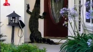 ALLIGATOR RINGS DOORBELL OF A SOUTH CAROLINA RESIDENCE