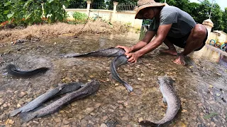 amazing fishing! a fisherman skill catch many fish on the road by best hand