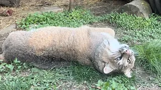 Meemie plays and Manka chirps - world’s cutest rescued bobcats