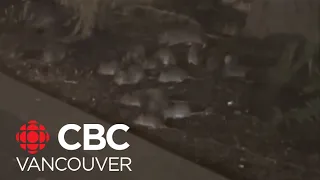 Did banning rat poison cause a boom in Vancouver's rat population?