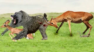 Mother Impala Attack Up Baboon When Baboons Want To Turn Baby Impala Into A Delicious Meal