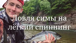 Ловля СИМЫ на лёгкий спиннинг в ПРИМОРЬЕ! / Cherry salmon.