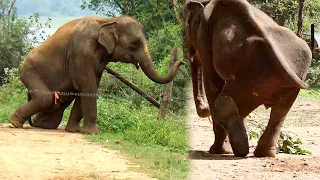 Three legged Elephant has to be crippled forever due to traumatic injury caused by brutal snare