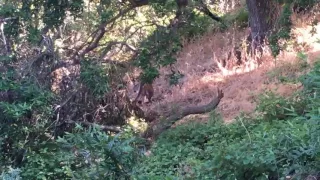 Mountain Lion in San Jose