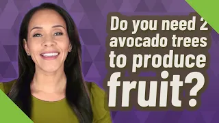 Do you need 2 avocado trees to produce fruit?