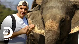 Encuentros con elefantes ¡tan majestuosos como divertidos! | Wild Frank | Animal Planet