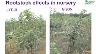 Apple Rootstocks and the Quest for Marker Assisted Breeding
