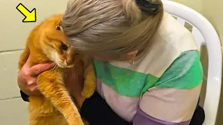 Woman Adopted 11-yr-old Cat. What She Did Next Shocked The Shelter Staff!