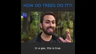 How Trees do the Impossible