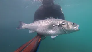 Spearfishing Croatia 2023, Luka & Ivica, Podvodni ribolov 2023