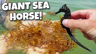 Catching GIANT SEAHORSE Under FLOATING DEBRIS!!