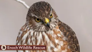 Sharp-shinned Hawk Stops By