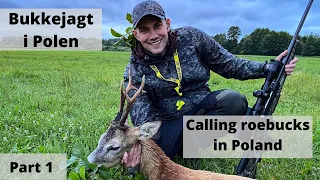 Roebuck hunting in Poland - Bockjagd in Poland - Bukkejagt i Polen - Part 1
