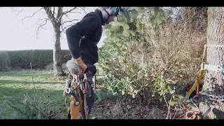 Tree removal footage with drone