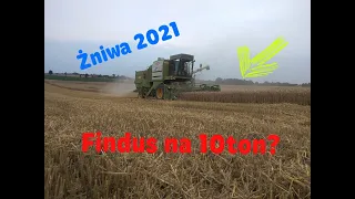 Żniwa 2021/Pszenica Findus kolejny rok na 10ton?/Fortschritt E514/Zetor 7211/Ursus C-330/Autosan D47