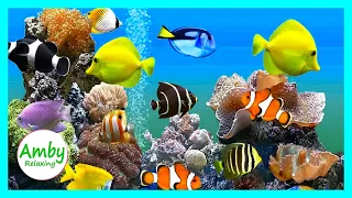 Coral Reef Aquarium And RELAXING MUSIC For Meditation Sleep Relax 2 Hours HD 1080P Screensaver