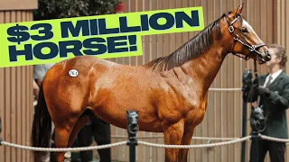 Most Expensive Horses Sold in Kentucky!