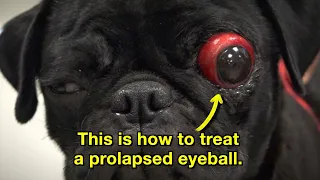 This is how to treat a prolapsed eyeball - Episode 21