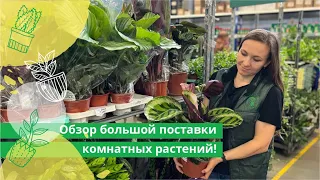 Большой обзор новой поставки комнатных растений в Гринвилль!