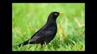 The beatles- Blackbird legendado PT-BR