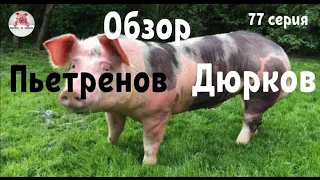 Миллион на свиньях.Обзор чистопордных дюрков .Обзор пьетренов.Опорос свиноматки породы ландрас.