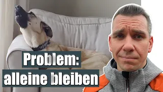 Hund kann nicht alleine bleiben? - Du musst dich abnabeln!