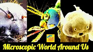 Microscopic World Around Us / Amazingly Insane Small World under Electron Microscope Images