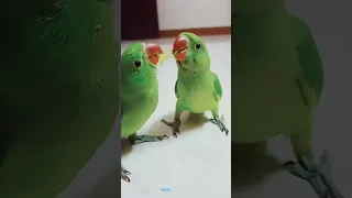 Two parrot 🦜🦜 green grapes eating lovely fight