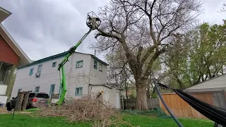 Tree Cutting Damages Bucket Lift