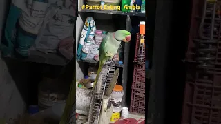 #trending #viral talking parrot 🦜 eating Ambla in Dinner | #trendingshorts #funny