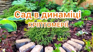 САД В ДИНАМИЦІ. Посадила КРіПТОМЕРІЇ. 🧡🌿