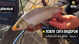 Ловля сига фидером. Алексей Фадеев. Часть 1. Anglers Practical