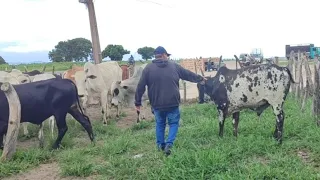 feira de Gado Jurema-Pe 4/5/2024 #nordeste #agro #nelore #arroba #sindi