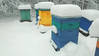 БАРДАК НА ПАСЕКЕ! ПЧЁЛ ЗАВАЛИЛО СНЕГОМ! Нужно чаще приезжать!