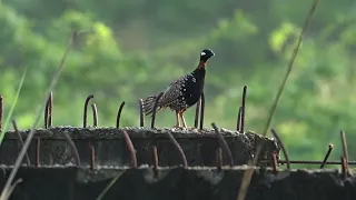 The hunt for enchantment: seekers of the elusive black francolin