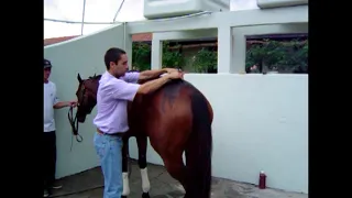 Cavalo de corrida com lesão em ligamento sacroilíaco dorsal.