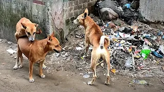 Street Dogs Behaviour