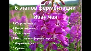 ИВАН ЧАЙ. ШЕСТЬ ЭТАПОВ ФЕРМЕНТАЦИИ ИВАН ЧАЯ.