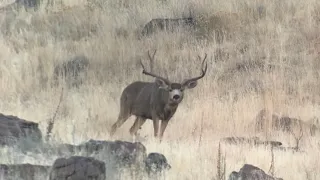 Antelope Island Mule Deer - Nov 2022