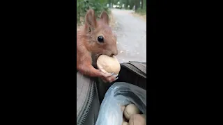 Белка пришла за большим орехом / The squirrel came for a big nut