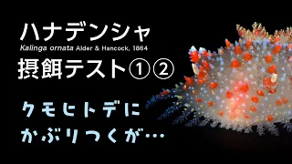 ハナデンシャ摂餌テスト①②　クモヒトデにかぶりつくが・・