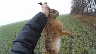 Охота на зайца - работа дратхаара в посадке / Hare hunting - Deutsch Drahthaar working in wood line