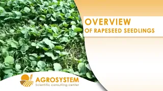 Overview of rapeseed seedlings