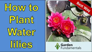 Best Way to Plant Water Lilies for Lots of Blooms